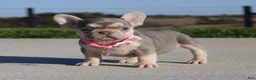 French Bulldog dogs for sale: Pumpkin - Ad 2