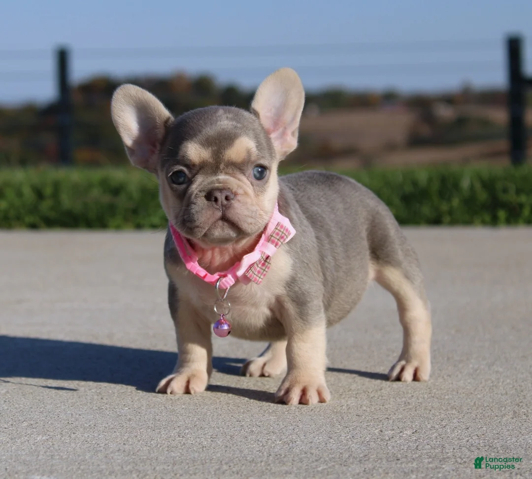 French Bulldog dogs for sale: Pumpkin - Ad 2