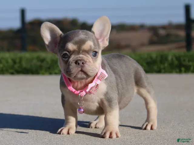 French Bulldog dogs for sale: Pumpkin - Ad 2