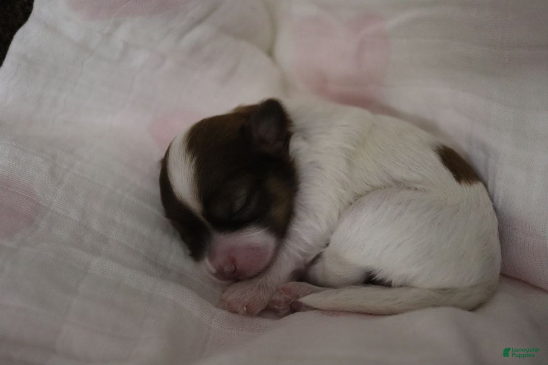 Havanese dogs for sale: Sugar Bun - Ad 12