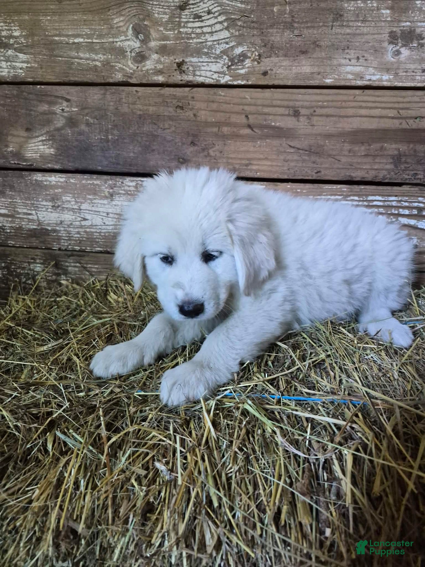 Great Pyrenees dogs Great Pyrenees 6 - Ad 34
