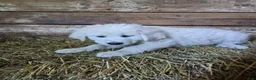 Great Pyrenees dogs for sale: Great Pyrenees 6 - Ad 1