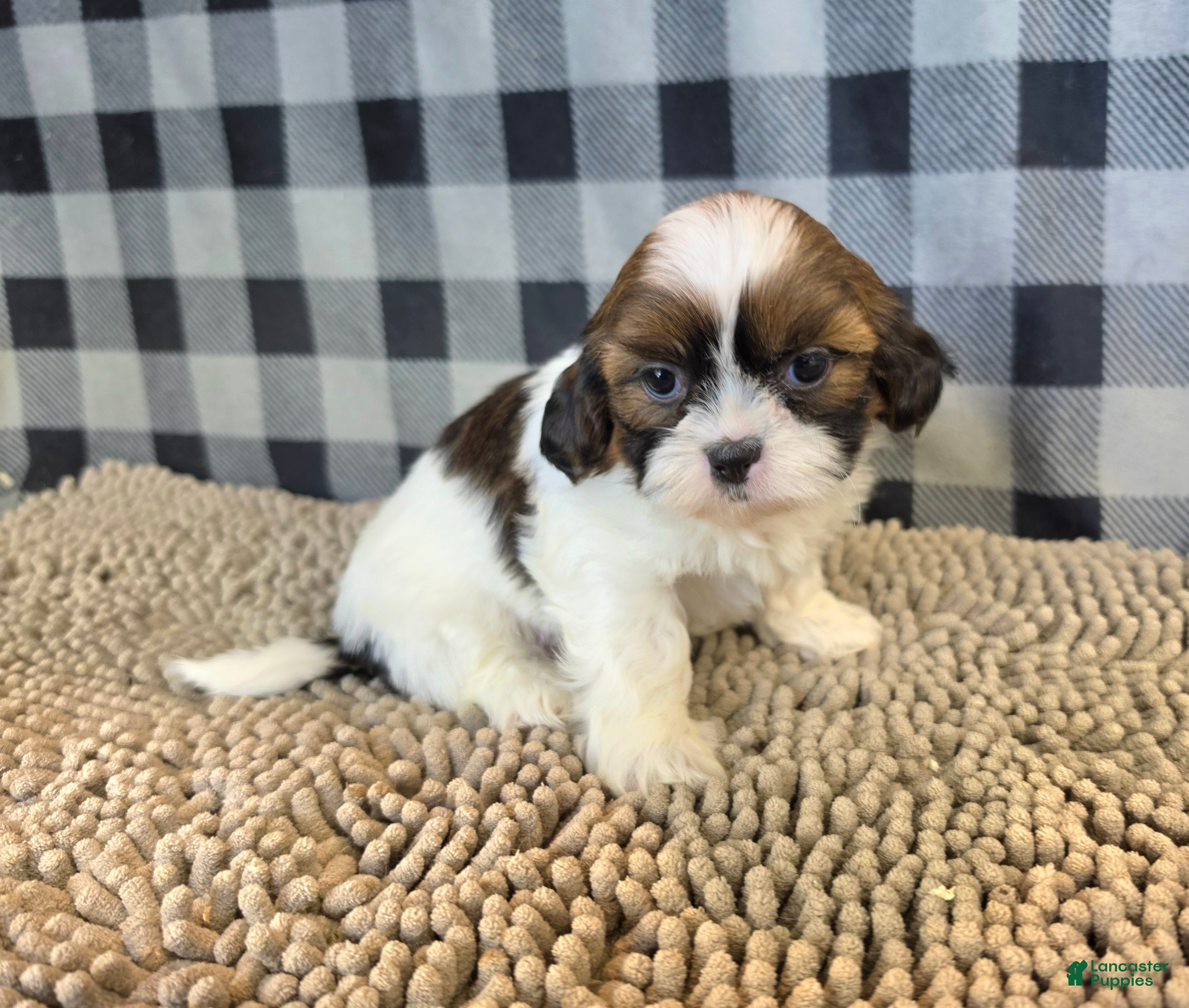 Shih Tzu dogs for sale: Adam - Ad 2
