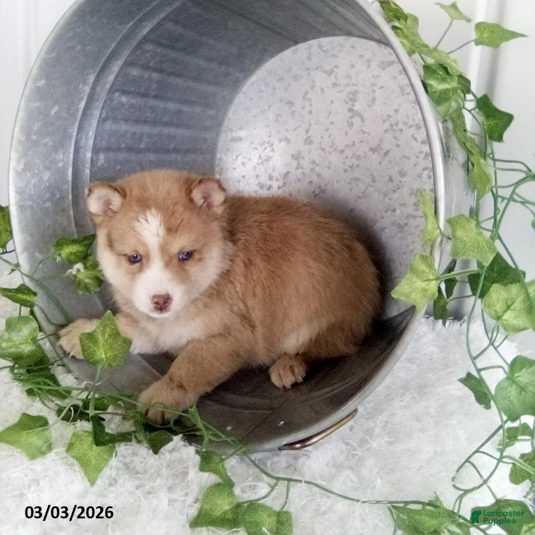 Pomsky dogs for sale: Michael - Ad 1