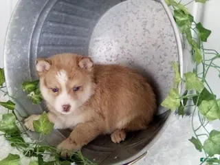 Pomsky dogs for sale: Michael - Ad 2