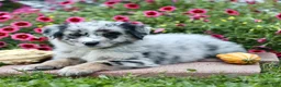 Miniature Australian Shepherd dogs for sale: Larry - Ad 2