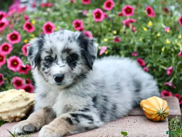 Miniature Australian Shepherd dogs for sale: Larry - Ad 2