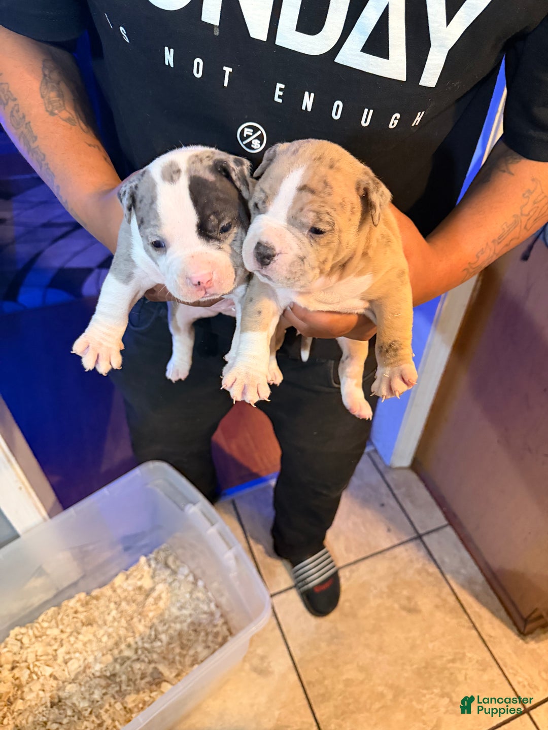 Gallery Image {{count}}