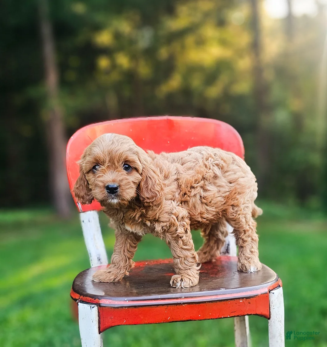 Cavapoo dogs for sale: Jack - Ad 1