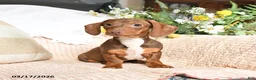 Dachshund dogs for sale: Mitzi - Ad 3