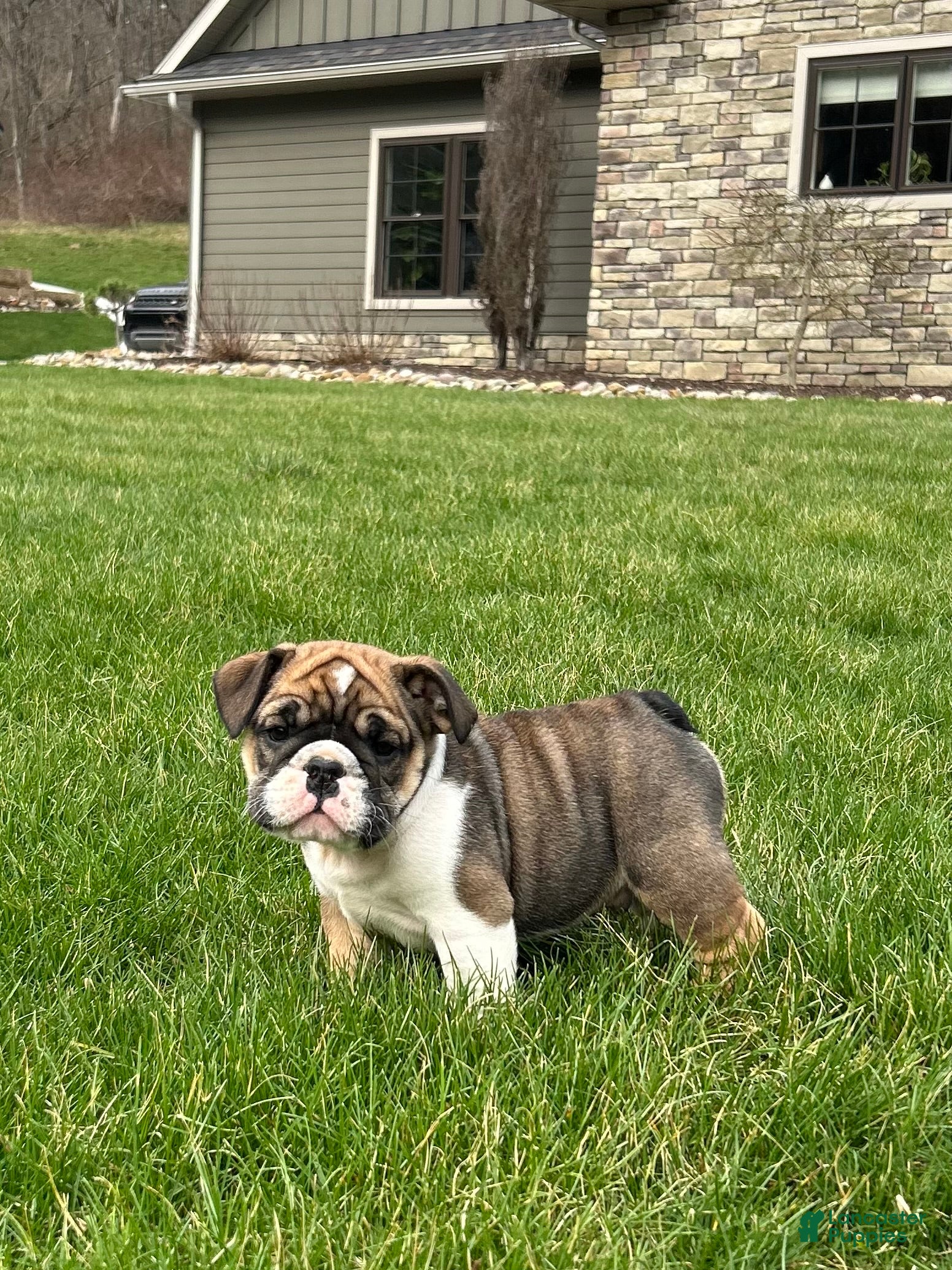 English Bulldog dogs Walker - Ad 1