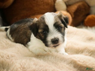 Havanese dogs Ranger - Ad 31