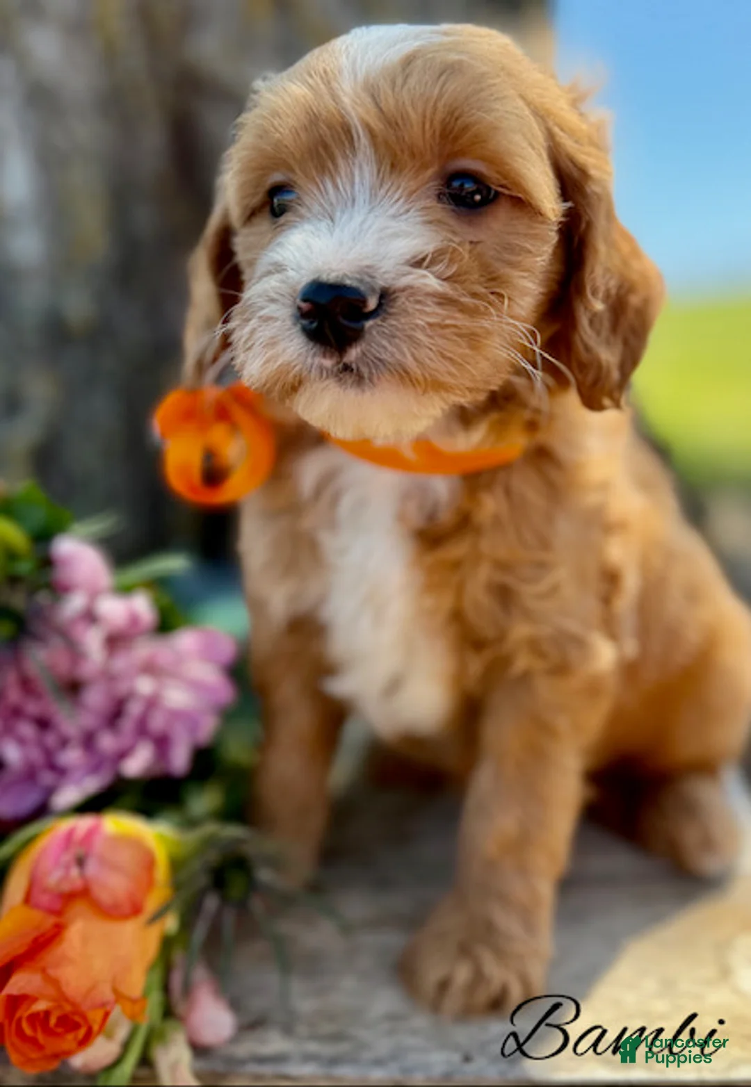 Mini Goldendoodle dogs for sale: Bambi Medium Goldendoodle Girl - Ad 2