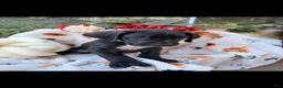 Great Dane dogs for sale: Great Dane 5 - Ad 2