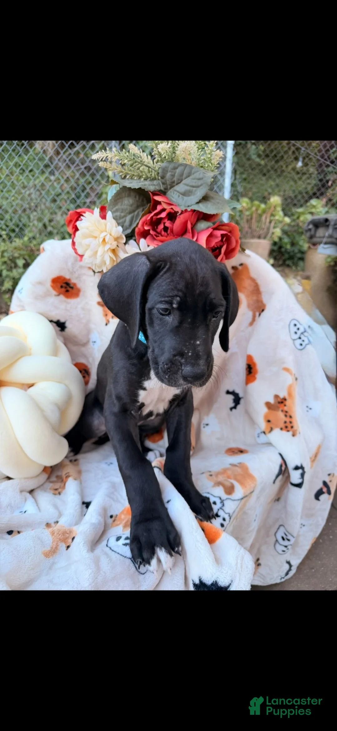 Great Dane dogs for sale: Great Dane 5 - Ad 2
