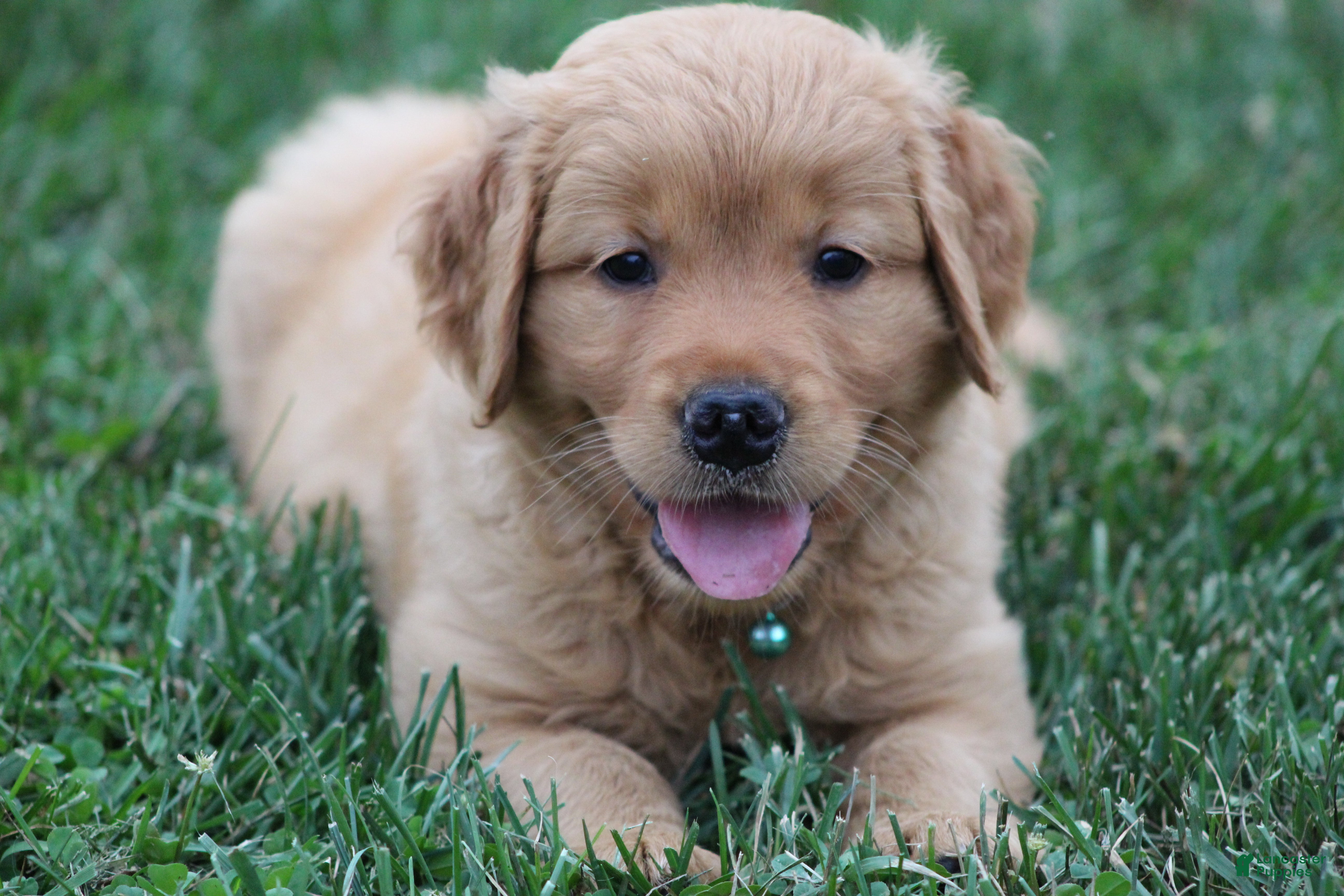 Golden Retriever dogs Indie - Ad 1