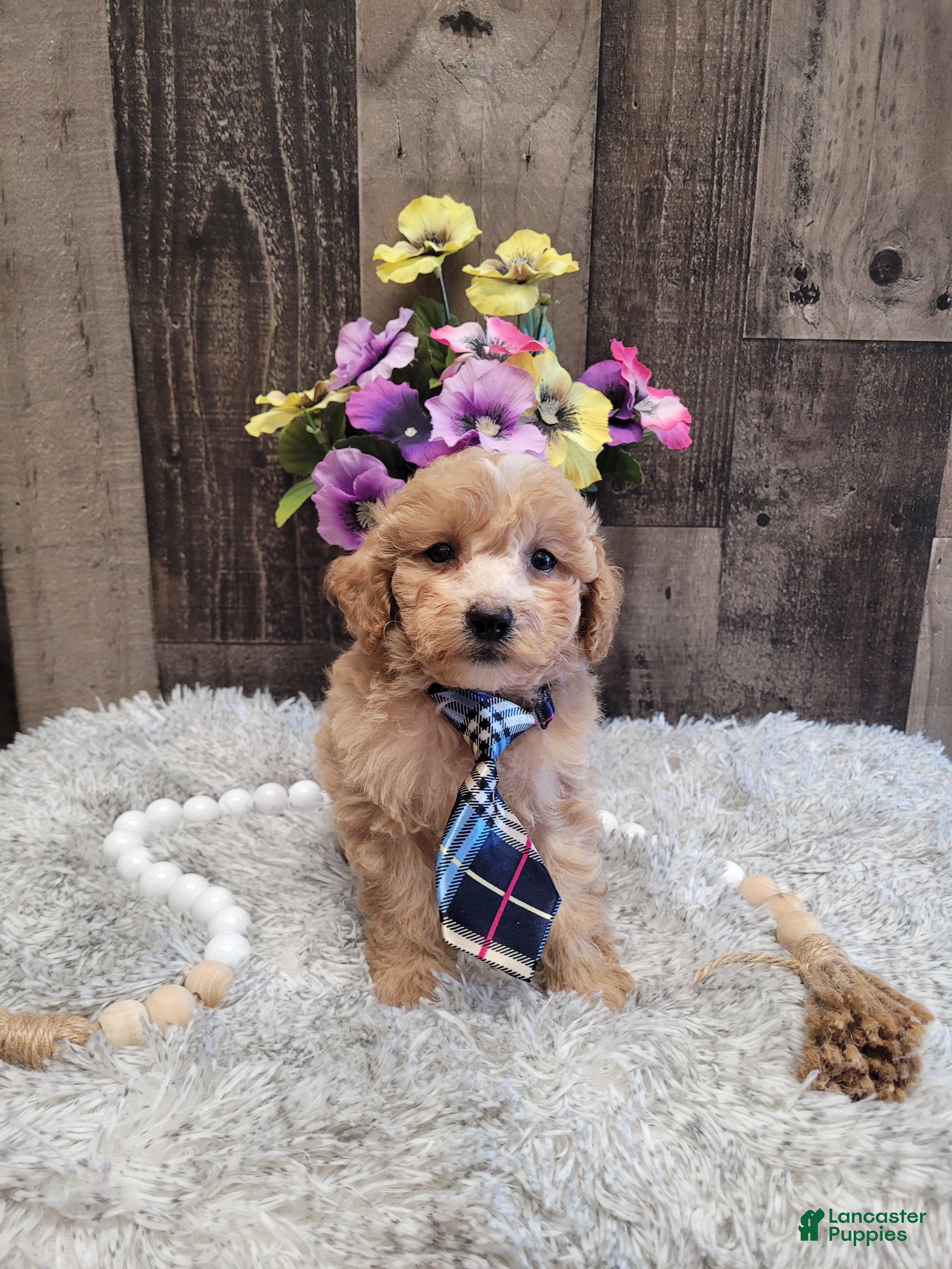 Mixed Breed dogs Hector - Ad 1