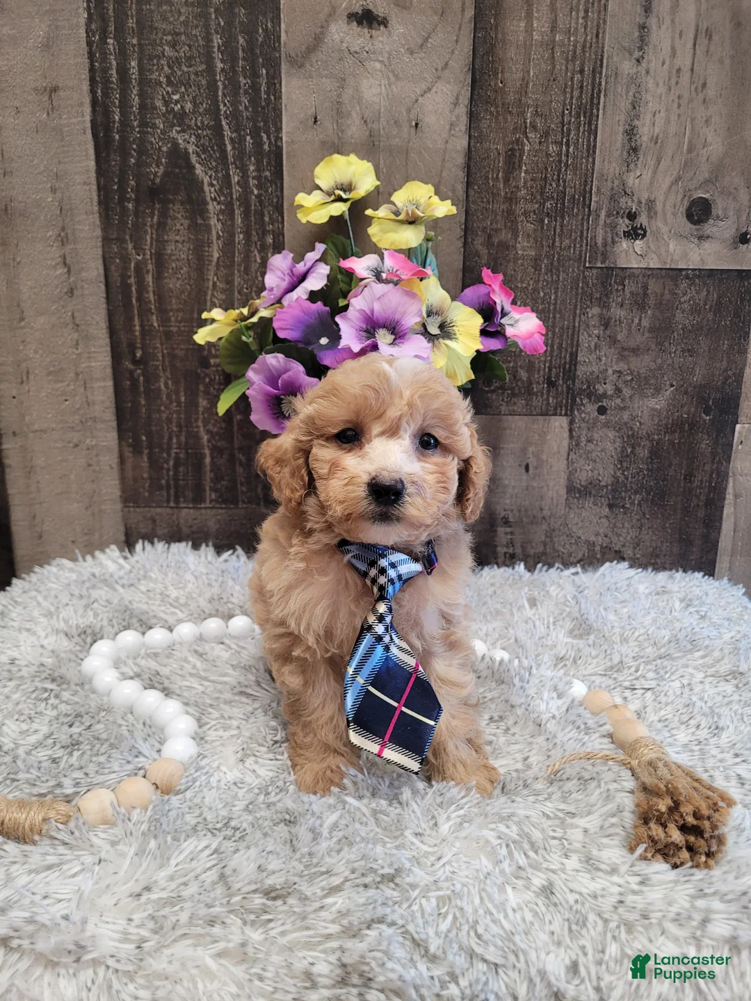 Mixed Breed dogs for sale: Hector - Ad 1