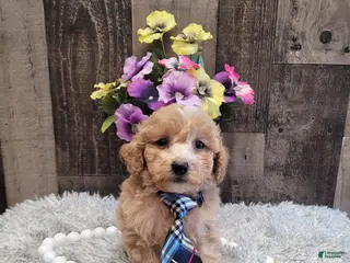 Mixed Breed dogs for sale: Hector - Ad 4