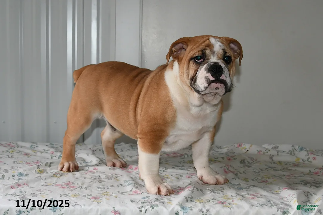 Mixed Breed dogs for sale: Bruce - Ad 3