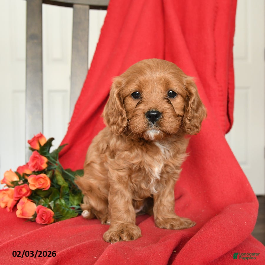 Cavapoo dogs Candy - Ad 13