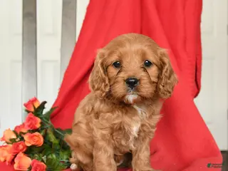 Cavapoo dogs Candy - Ad 13