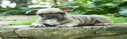 French Bulldog dogs for sale: Antonine - Ad 3