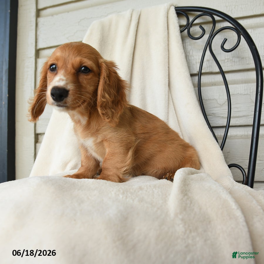 Dachshund dogs Shawn  - Ad 2