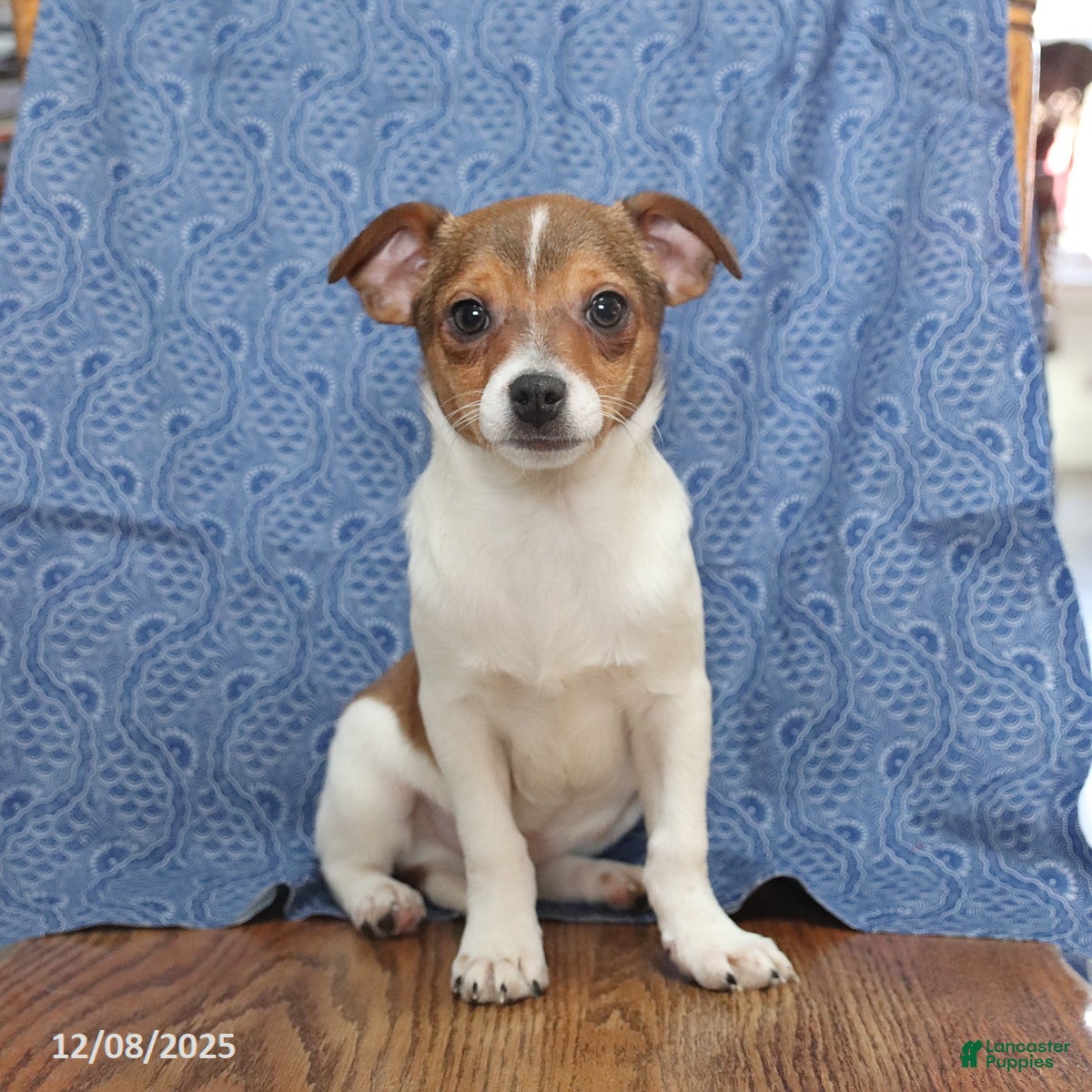 Chihuahua dogs Pepper - Ad 28