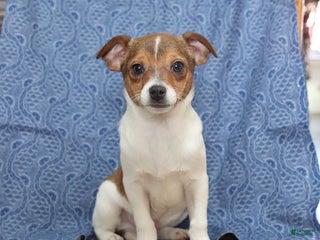 Chihuahua dogs Pepper - Ad 1