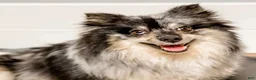 Pomeranian dogs for sale: Fallon  - Ad 15