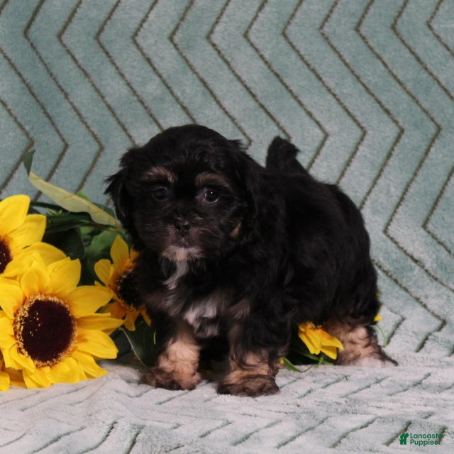Teddy Bear dogs BJs Fern - Ad 2