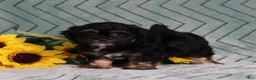 Teddy Bear dogs for sale: BJs Fern - Ad 2