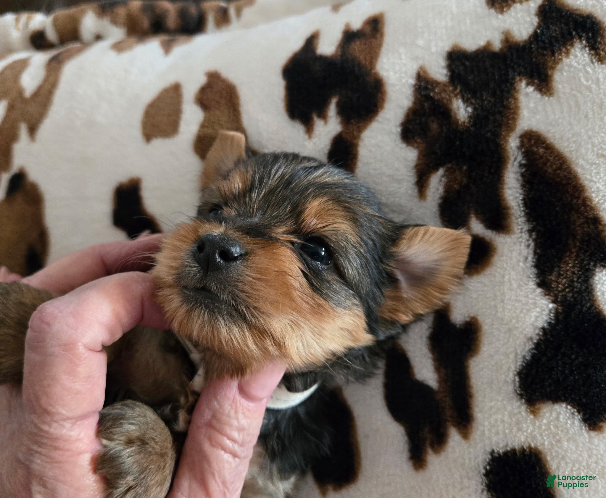 Yorkshire Terrier dogs Yorkshire Terrier Puppy 3 - Ad 1