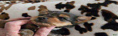 Yorkshire Terrier Puppy 3