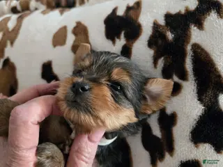 Yorkshire Terrier dogs Yorkshire Terrier Puppy 3 - Ad 1