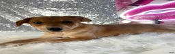 Mixed Breed dogs for sale: Shaggy - Ad 5