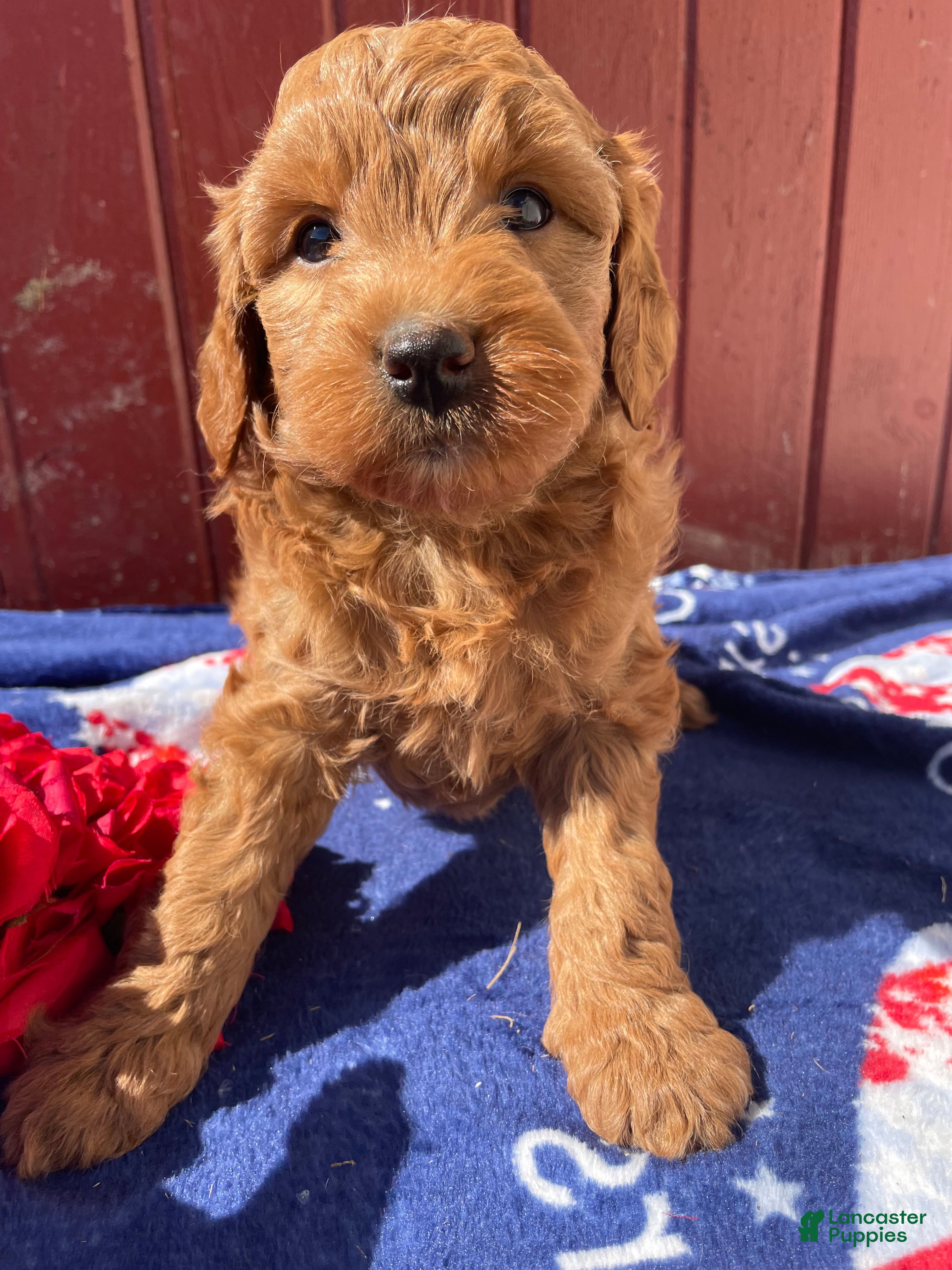 Mini Goldendoodle dogs Scarlet - Ad 12