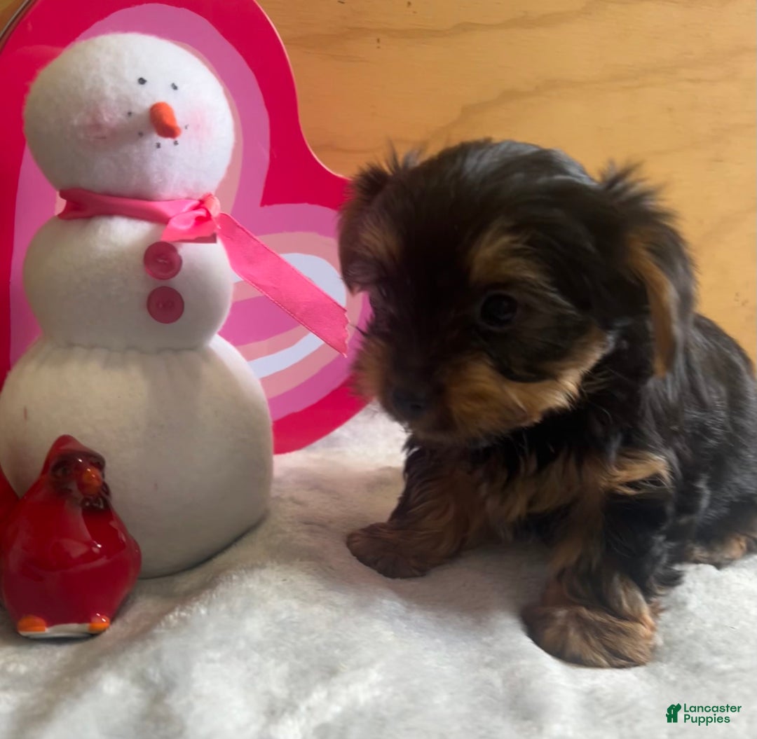 Yorkshire Terrier dogs for sale: Luca - Ad 3