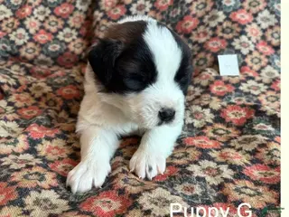 Saint Bernard dogs Saint Bernard Puppy 2 - Ad 31