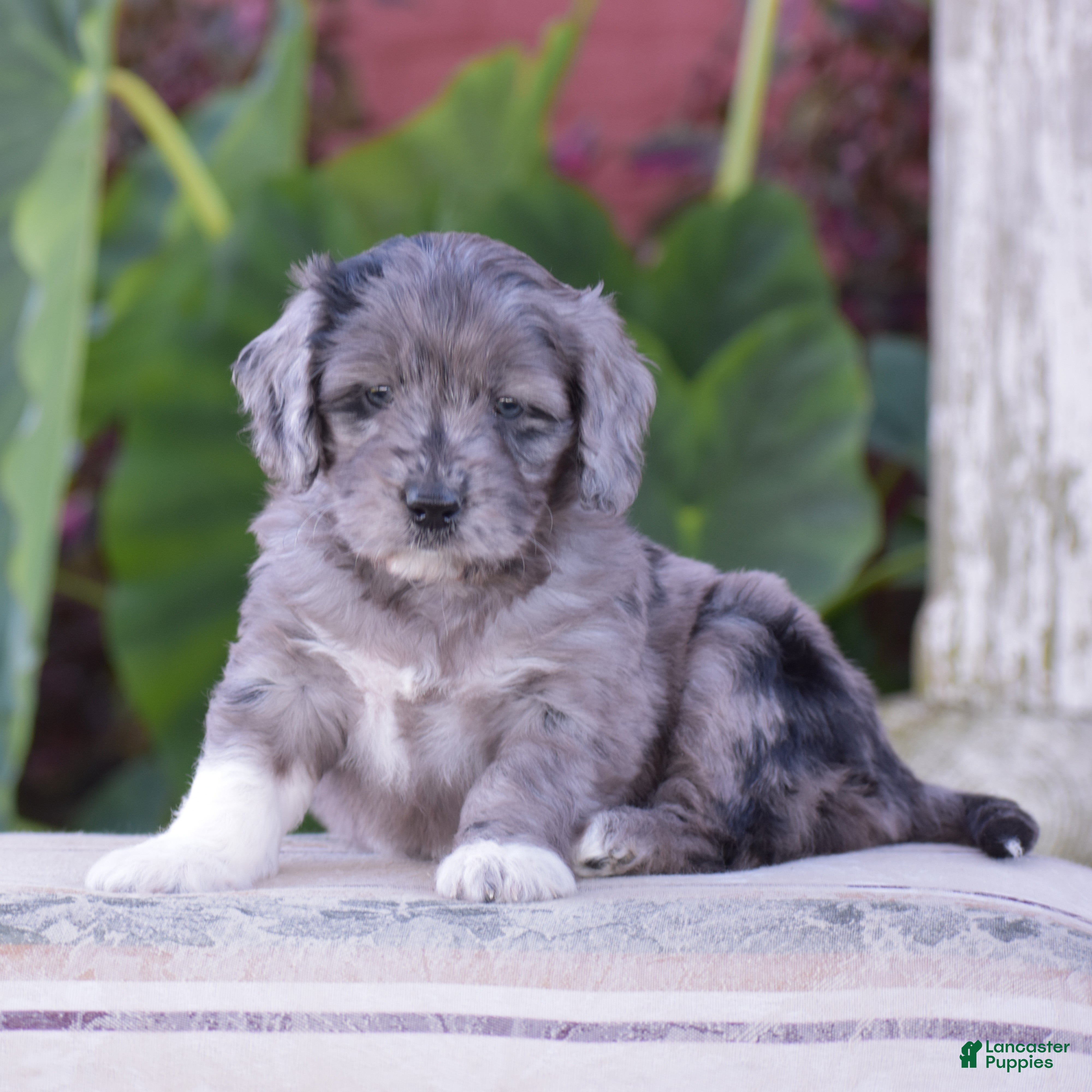 Mini Goldendoodle dogs Harmony - Ad 1
