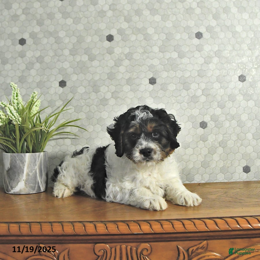 Cavapoo dogs Spot - Ad 21