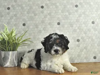 Cavapoo dogs Spot - Ad 15