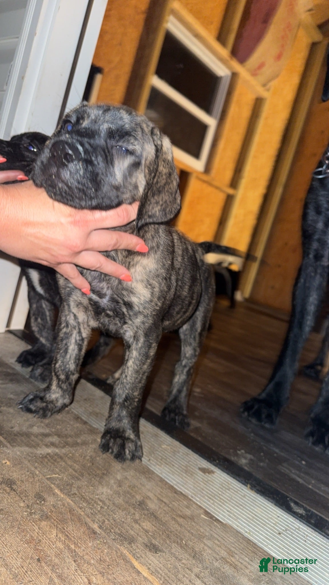 English Mastiff dogs English Mastiff 2 - Ad 30