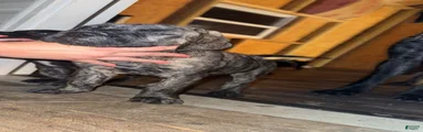 English Mastiff 2