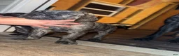 English Mastiff dogs for sale: English Mastiff 2 - Ad 1