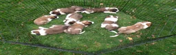 Saint Bernard dogs for sale: Penny - Ad 6