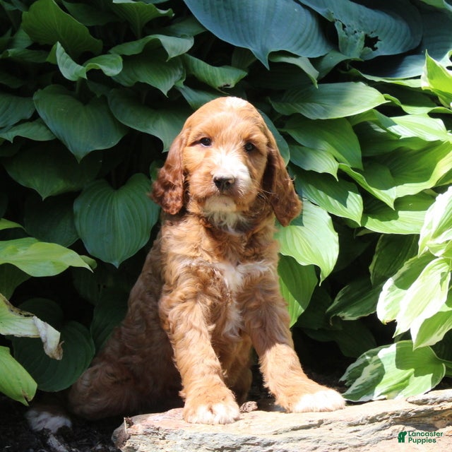 Irish Doodle dogs Rosie - Ad 2