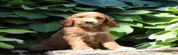Irish Doodle dogs for sale: Rosie - Ad 2