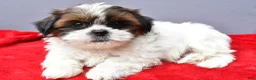 Shih Tzu dogs for sale: Sallie - Ad 5